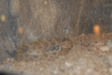 Chiricahua Desert Museum and ABQ Bio Park