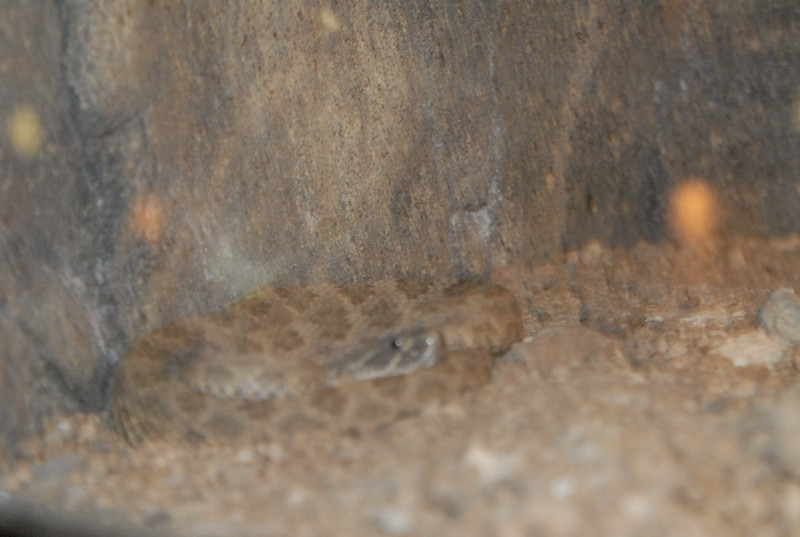 Chiricahua Desert Museum and ABQ Bio Park