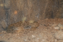 Chiricahua Desert Museum and ABQ Bio Park