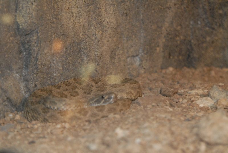 Chiricahua Desert Museum and ABQ Bio Park