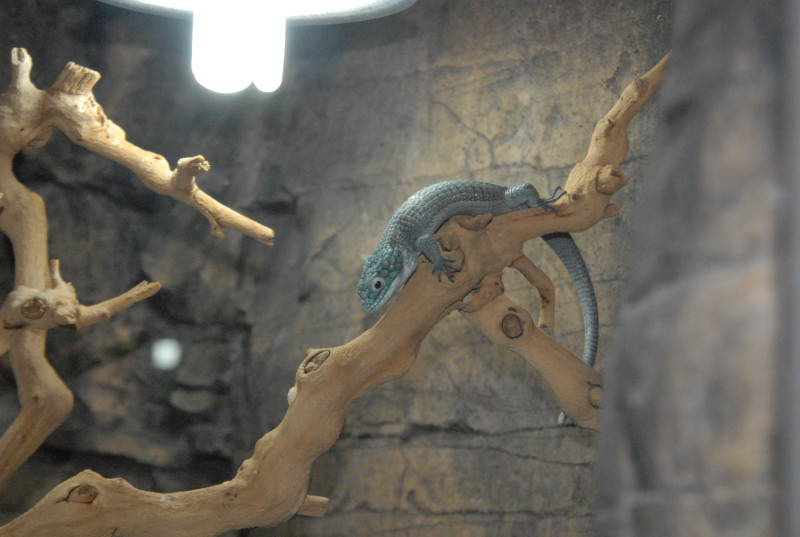 Chiricahua Desert Museum and ABQ Bio Park