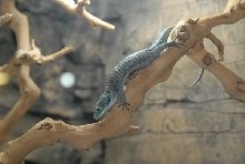 Chiricahua Desert Museum and ABQ Bio Park