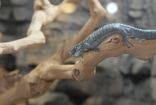 Chiricahua Desert Museum and ABQ Bio Park