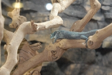 Chiricahua Desert Museum and ABQ Bio Park