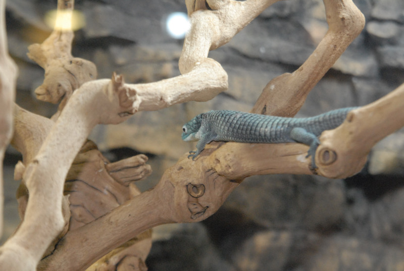 Chiricahua Desert Museum and ABQ Bio Park