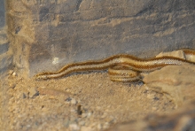 Chiricahua Desert Museum and ABQ Bio Park
