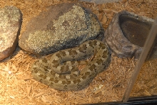 Chiricahua Desert Museum and ABQ Bio Park