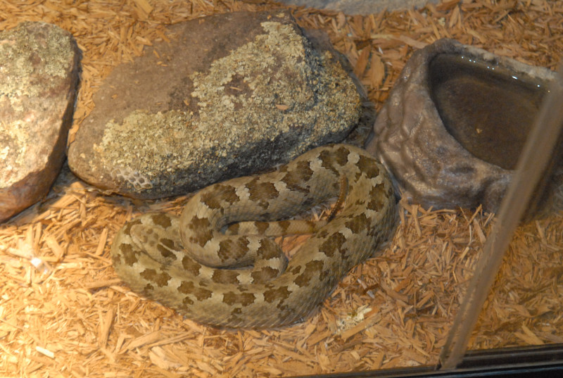 Chiricahua Desert Museum and ABQ Bio Park