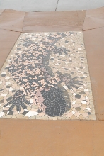 Chiricahua Desert Museum and ABQ Bio Park