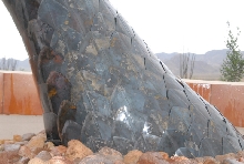 Chiricahua Desert Museum and ABQ Bio Park
