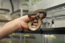 Chiricahua Desert Museum and ABQ Bio Park