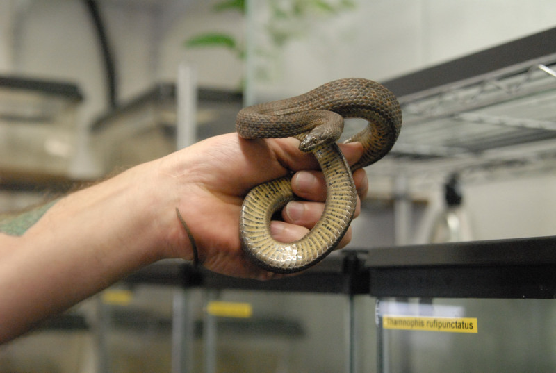 Chiricahua Desert Museum and ABQ Bio Park
