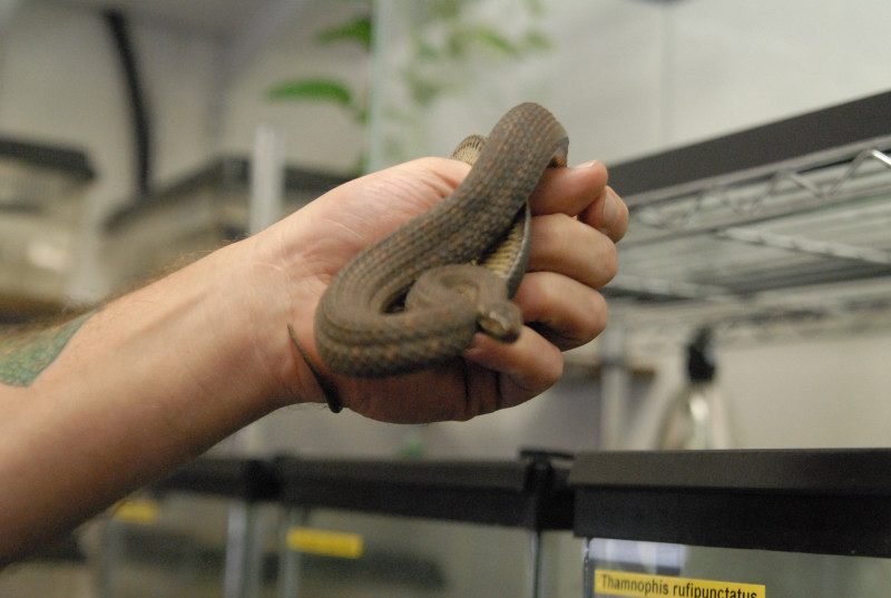 Chiricahua Desert Museum and ABQ Bio Park