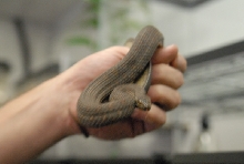 Chiricahua Desert Museum and ABQ Bio Park