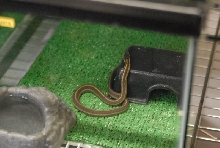 Chiricahua Desert Museum and ABQ Bio Park