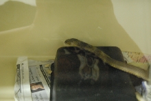 Chiricahua Desert Museum and ABQ Bio Park