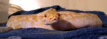 Bezel