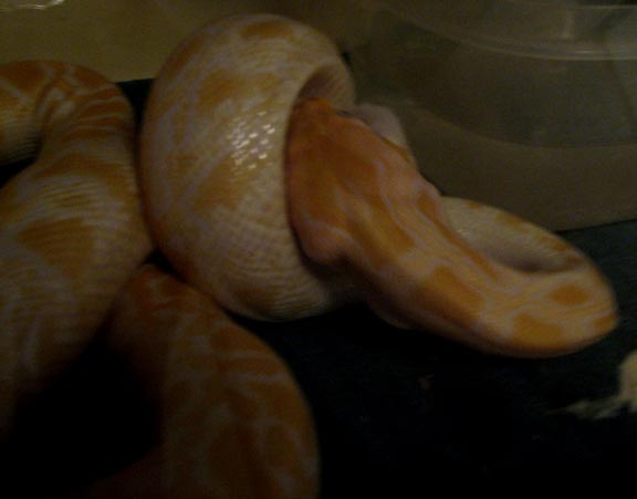 got mice?