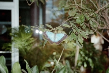 Butterflies at Milwaukee Public Museum