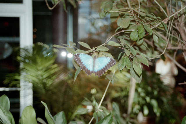 Butterflies at Milwaukee Public Museum