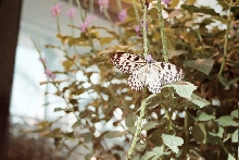 Butterflies at Milwaukee Public Museum