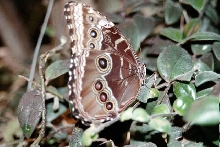 Butterflies at Milwaukee Public Museum