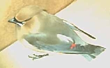 Rescued Wild Bird