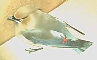 Rescued Wild Bird