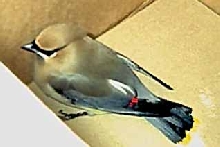 Rescued Wild Bird