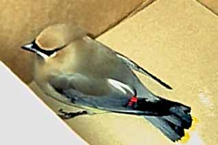 Rescued Wild Bird