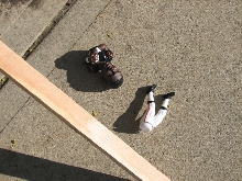 Demonstration against Dog Fighting April 26, 2010