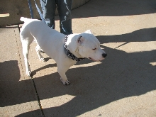 Demonstration against Dog Fighting April 26, 2010