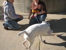 Demonstration against Dog Fighting April 26, 2010