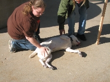 Demonstration against Dog Fighting April 26, 2010