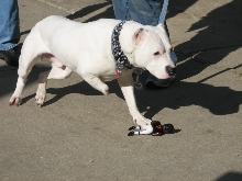Demonstration against Dog Fighting April 26, 2010