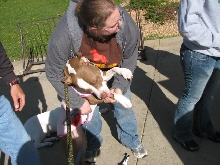 Demonstration against Dog Fighting April 26, 2010