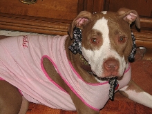 Demonstration against Dog Fighting April 26, 2010