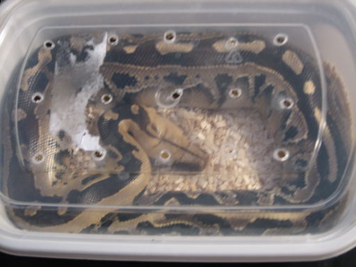 Borneo STP