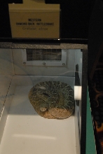 Biology of the Rattlesnakes 2011