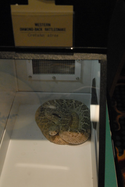 Biology of the Rattlesnakes 2011
