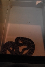 Biology of the Rattlesnakes 2011