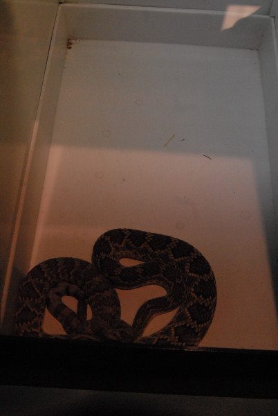 Biology of the Rattlesnakes 2011