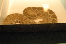 Biology of the Rattlesnakes 2011