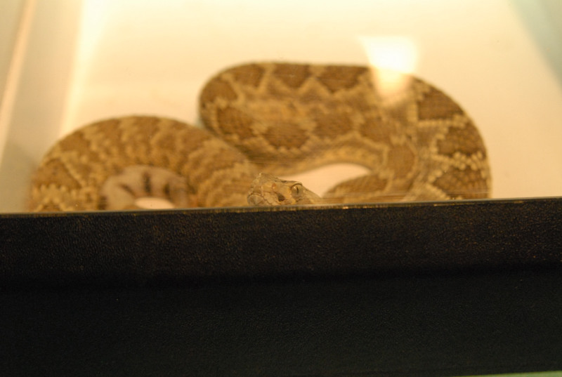 Biology of the Rattlesnakes 2011