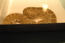 Biology of the Rattlesnakes 2011
