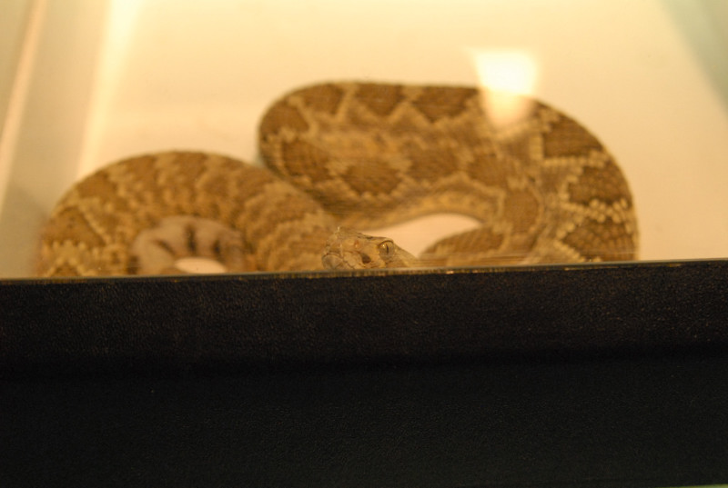 Biology of the Rattlesnakes 2011