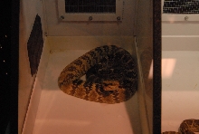 Biology of the Rattlesnakes 2011