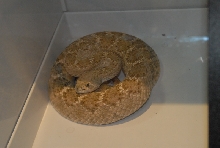 Biology of the Rattlesnakes 2011