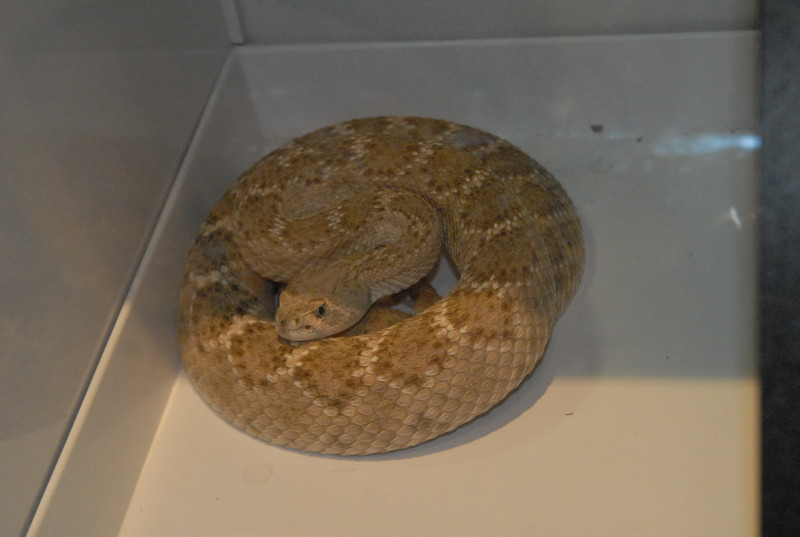 Biology of the Rattlesnakes 2011