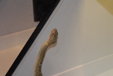 Biology of the Rattlesnakes 2011